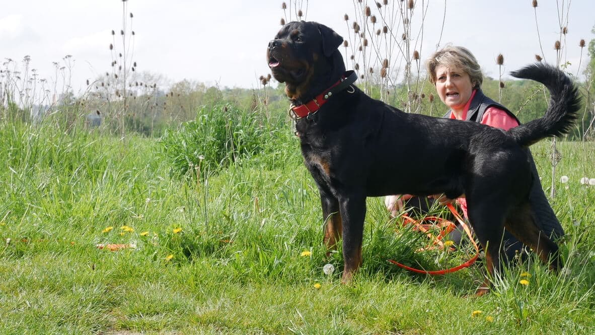 Sandrine, fondatrice de La Colo du Chien